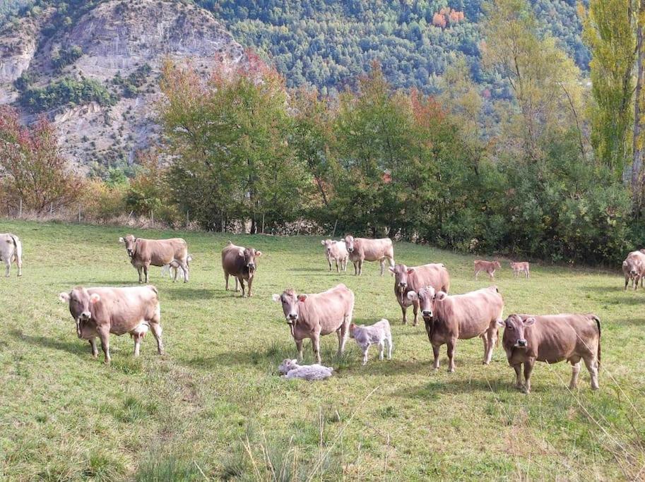El Refugio De Tena - Tucasaenlospirineos Escarrilla Kültér fotó